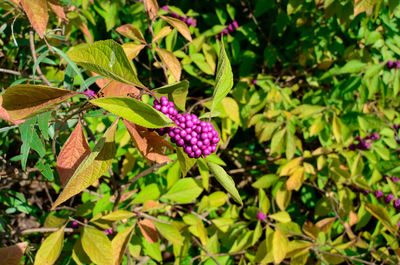 Close-up of purple flowers