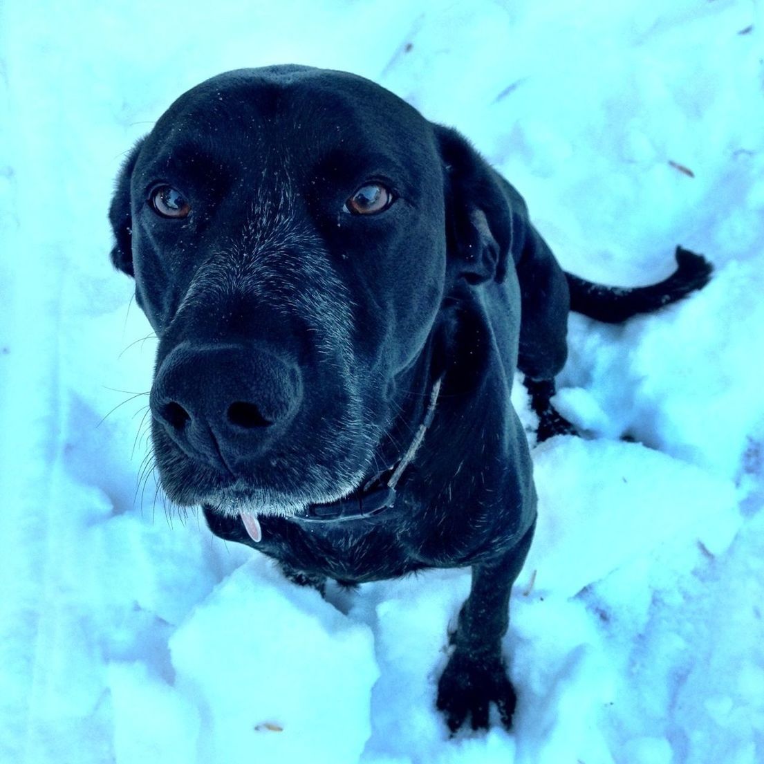 dog, pets, domestic animals, animal themes, one animal, mammal, portrait, looking at camera, black color, close-up, high angle view, mouth open, front view, animal head, cold temperature, pet collar, no people, canine, water