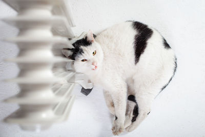 The cat is warming near the battery, a mobile heater, the cat has frozen, a cute cat. 