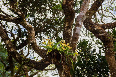 Low angle view of flower tree