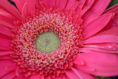 Close-up of gerbera daisy