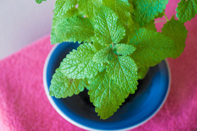 Close-up view of pink leaf