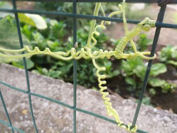 Close-up of metal plant