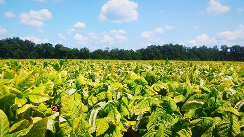 Scenic view of field against sky