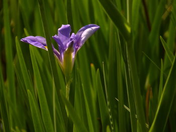 Close-up of purple iris flower