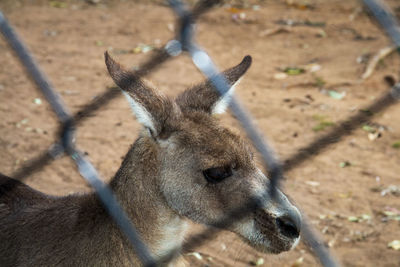 Close-up of deer