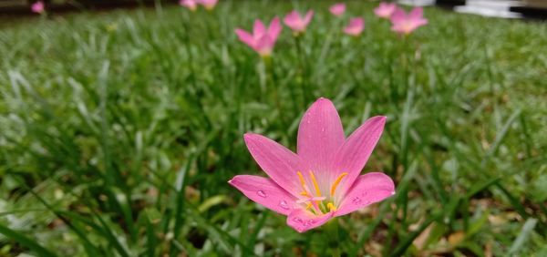 Close-up of pink crocus flower on field