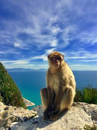 Monkey sitting on rock by sea against sky