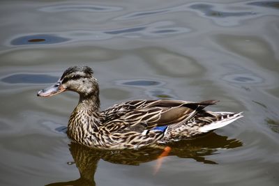 Duck swimming in lake