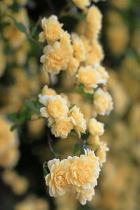 Close-up of yellow flowering plant