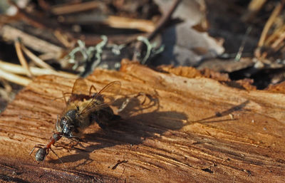 Close-up of insect