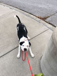High angle view of dog on road