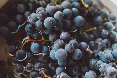 Close-up of blueberries