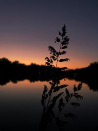 Silhouette plant by lake against romantic sky at sunset