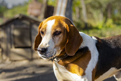 Estonian hound dog outdoor portrait at cloudy day