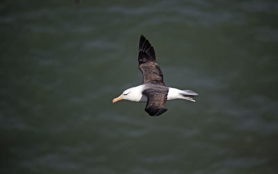 Black browed albatross gliding over the cliff tops