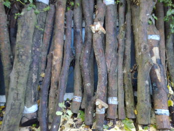 Full frame shot of bamboo trees in forest
