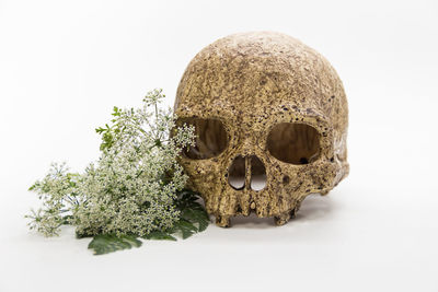 Close-up of human skull against white background