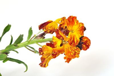 Close-up of orange rose against white background