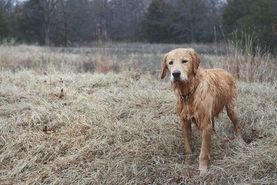 Portrait of golden retriever on grass