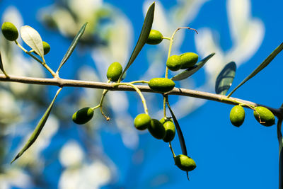 Low angle view of plant against blue sky