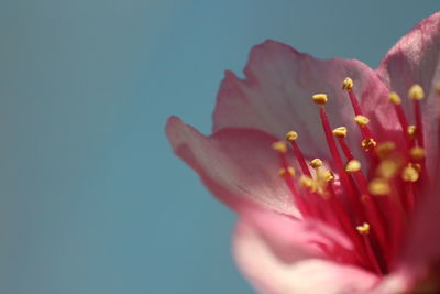 Close-up of pink flowers