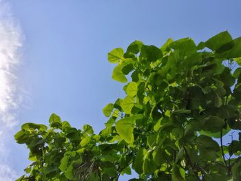 Low angle view of green leaves against sky