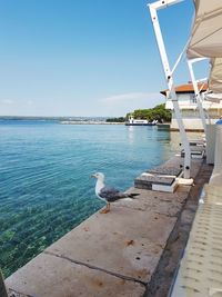 View of seagulls on sea shore