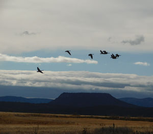 Birds flying over mountains against sky