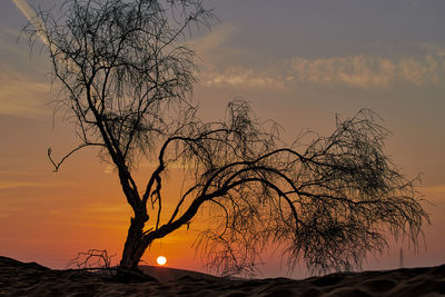 Silhouette bare tree against orange sky