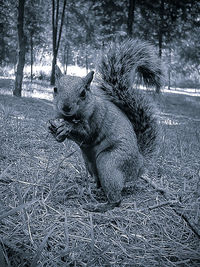 Monkey on tree trunk