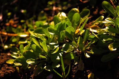 Close-up of plant growing outdoors