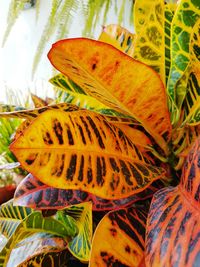 Close-up of butterfly on plant