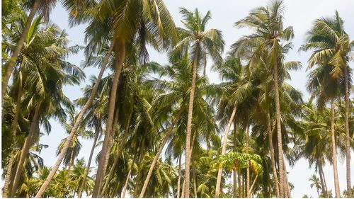 Low angle view of trees