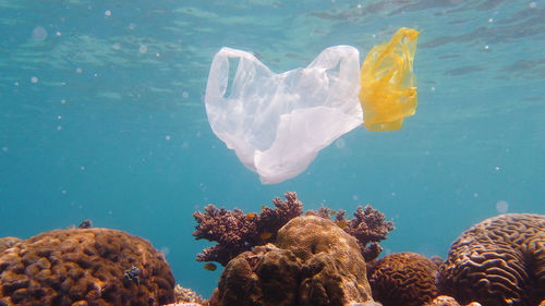 Plastic bag undersea
