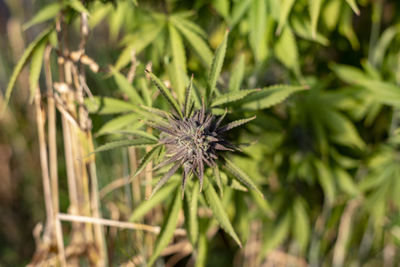 High angle view of plant on field