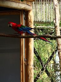 Close-up of birds on tree