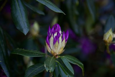 Close-up of purple flowering plant