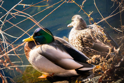 High angle view of mallard ducks at lakeshore