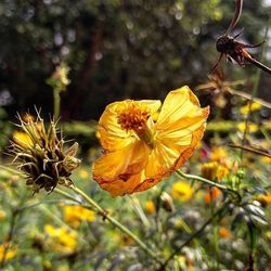 Close-up of yellow flower