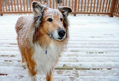 Close-up portrait of dog in snow