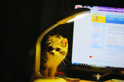 Cat sitting by electric lamp and computer at home