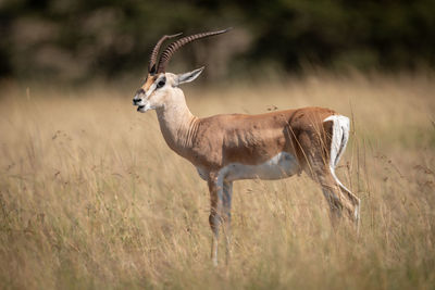 Side view of animal standing by plants on land