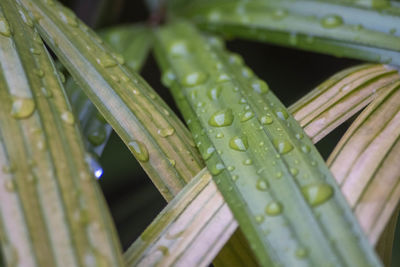 Close-up of wet leaves