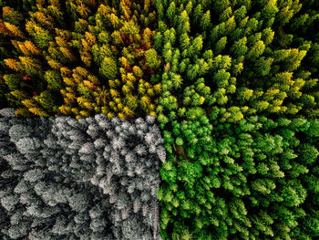 Aerial view of trees