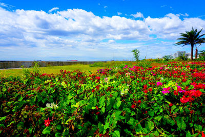 Scenic view of poppy field against blue sky