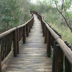 Wooden footbridge in forest