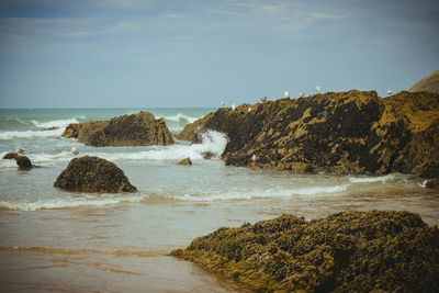 Rocks on beach against sky. gulls perched on rocks 