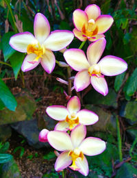 Close-up of pink flowers blooming outdoors