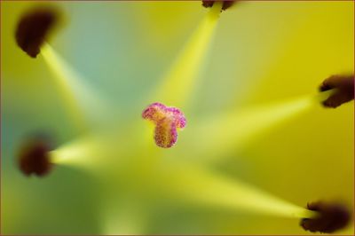 Close-up of flower